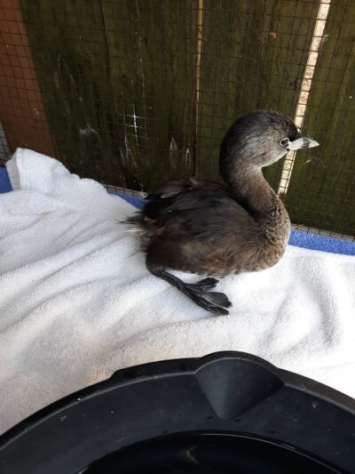 Pied-billed Grebe has such cool looking feet!