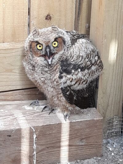 This Great Horned Owl was returned to his previous home. Didnt work out so hes back at SB again.